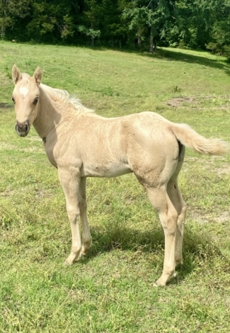 HorseID: 2282617 joe jack chamois - PhotoID: 1058033