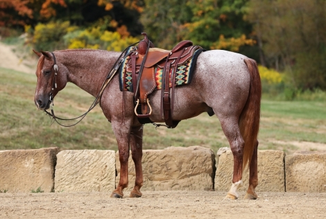 HorseID: 2282619 Roanie - PhotoID: 1057918