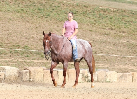 HorseID: 2282619 Roanie - PhotoID: 1057920