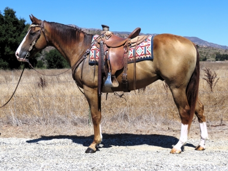 HorseID: 2282628 SCC DUAL N COLONEL - PhotoID: 1057961