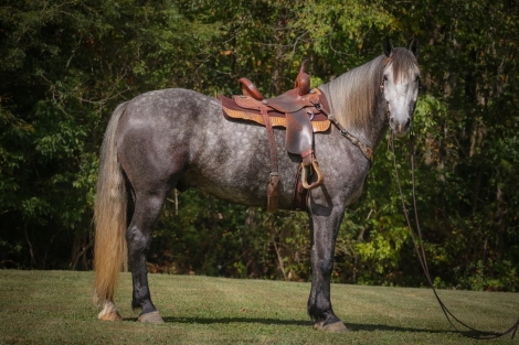 HorseID: 2282676 Super nice PERCHERON QUARTER HORSE CROSSBRED - PhotoID: 1058013