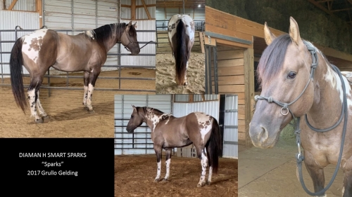 HorseID: 2282678 Diaman H Smart Sparks - PhotoID: 1058021