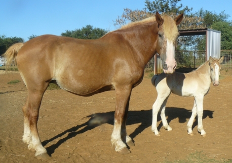 HorseID: 2282709 Georgie Girl & Gypsy - PhotoID: 1058047