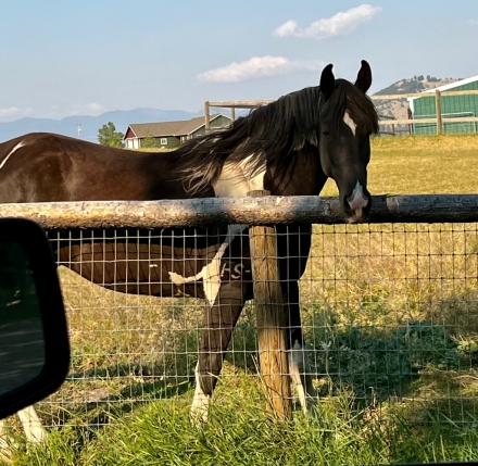 HorseID: 2282741 Feustel's Hudson - PhotoID: 1058093