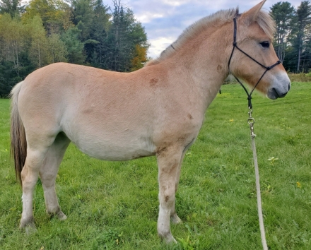 HorseID: 2282750 Yearling Fjord Filly - PhotoID: 1058099