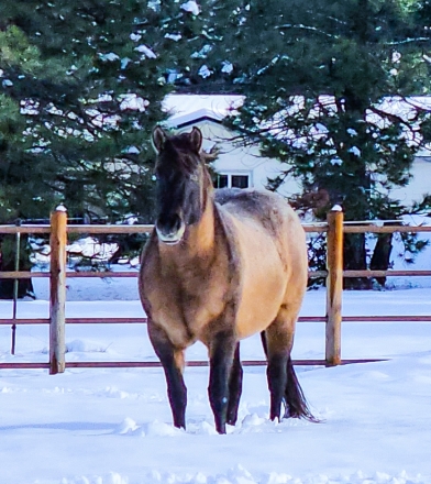 HorseID: 2282761 Dos Pocos Dun Bueno - PhotoID: 1058114