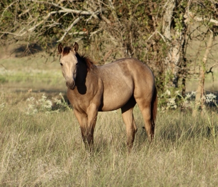 HorseID: 2282779 SANDY - PhotoID: 1058143