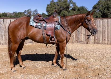 HorseID: 2282785 JASPER - PhotoID: 1058147