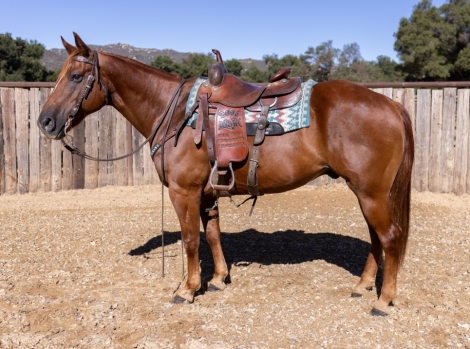 HorseID: 2282785 JASPER - PhotoID: 1058148