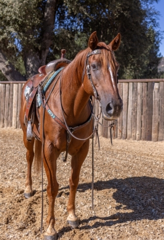 HorseID: 2282785 JASPER - PhotoID: 1058149