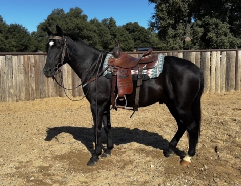 HorseID: 2282786 TACOMA - PhotoID: 1058153