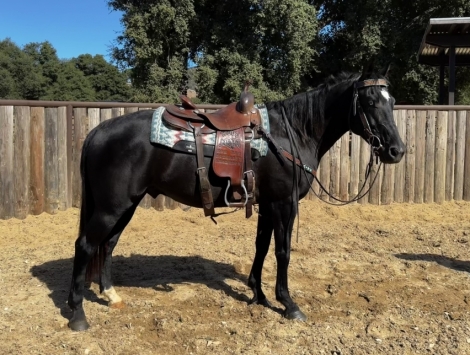 HorseID: 2282786 TACOMA - PhotoID: 1058154