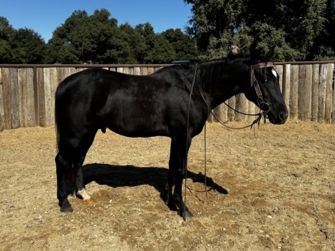 HorseID: 2282786 TACOMA - PhotoID: 1058156