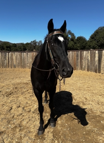 HorseID: 2282786 TACOMA - PhotoID: 1058157