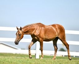 HorseID: 2282789 MS ROYAL LATTE - PhotoID: 1058159