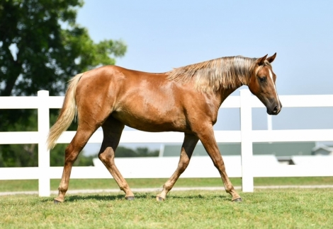 HorseID: 2282789 MS ROYAL LATTE - PhotoID: 1058160