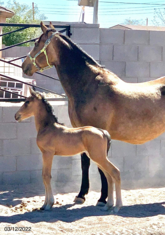 HorseID: 2283731 Enzo - PhotoID: 1084848