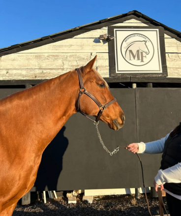 HorseID: 2285676 Button - PhotoID: 1085365