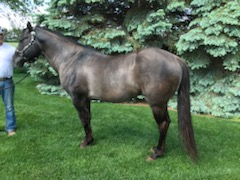 HorseID: 2286458 JAZ PRAIRIE SAGE - PhotoID: 1084279