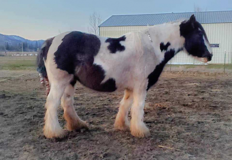 HorseID: 2286700 Black pearl tobiano mare in foal - PhotoID: 1084450