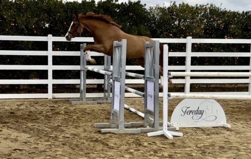 HorseID: 2287534 Lena - PhotoID: 1084348