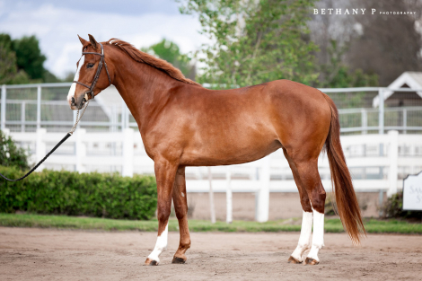 HorseID: 2287534 Lena - PhotoID: 1084349