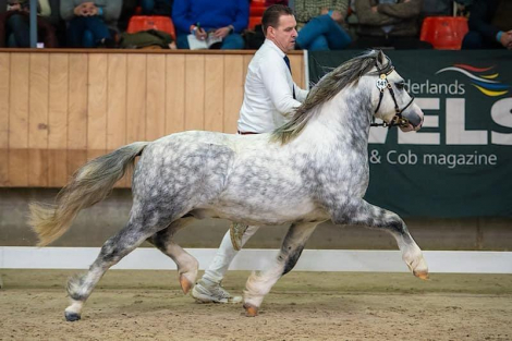 HorseID: 2289598 Spirit - PhotoID: 1067563