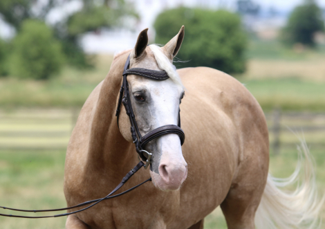 HorseID: 2290238 Raymond - PhotoID: 1085057