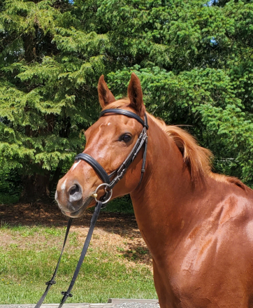 HorseID: 2291806 Sunnomma - PhotoID: 1070461