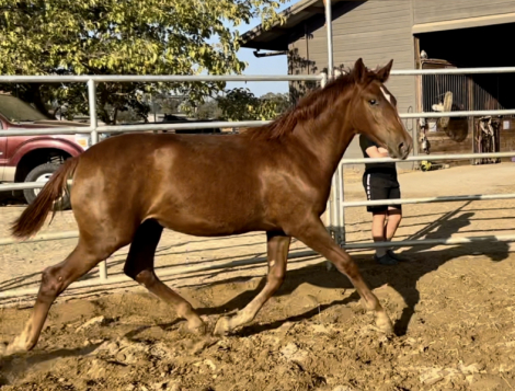 HorseID: 2292728 Hermione - PhotoID: 1085686