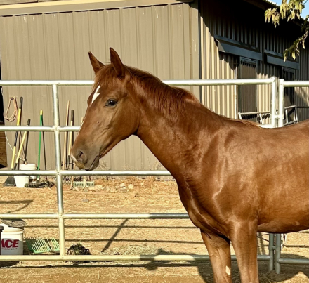 HorseID: 2292728 Hermione - PhotoID: 1085687