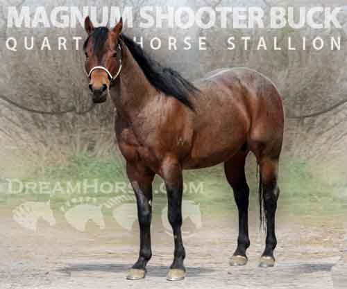 Horse ID: 2213597 MAGNUM SHOOTER BUCK