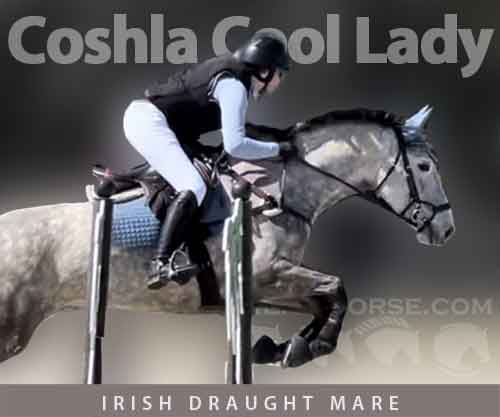 Horse ID: 2243206 Coshla Cool Lady