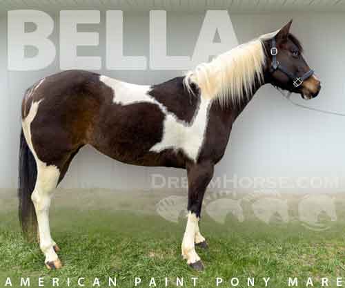 Horse ID: 2247143 Bella