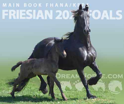 Horse ID: 2257958 Main book FHANA/KFPS 2025 foals