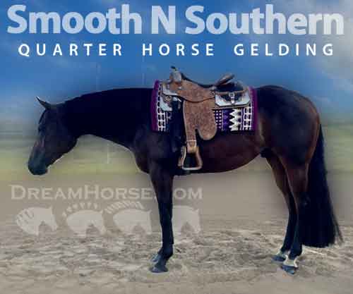Smooth N Southern, Bay AQHA Quarter Horse Gelding, Gorgeous WP Gelding ...