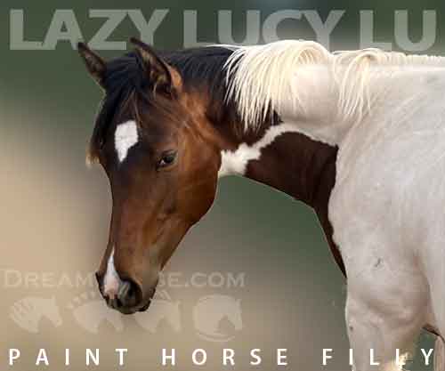 Horse ID: 2265460 Lazy Lucy Lu