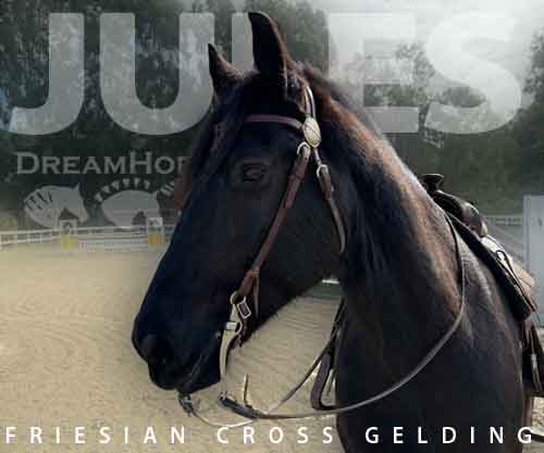 Horse ID: 2266621 Jules