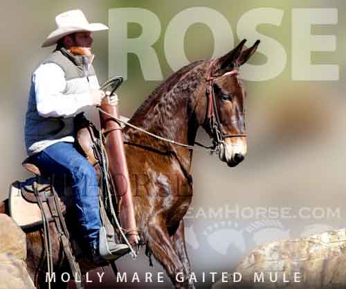 Horse ID: 2268331 Glenthistle’s Ramble on Rose
