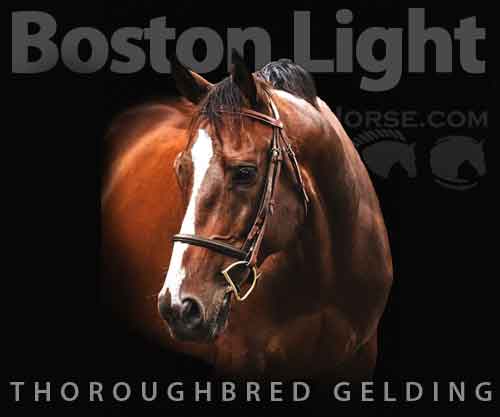 Horse ID: 2271703 Boston Light