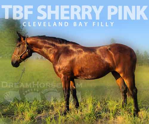 Tbf Sherry Pink, Bay Cleveland Bay Filly, Beautiful pure Cleveland Bay ...