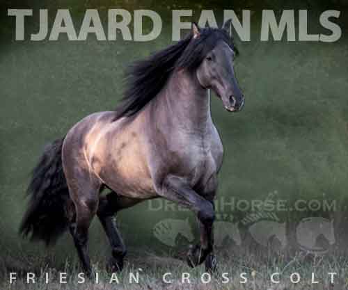 Horse ID: 2272588 Tjaard Fan MLS