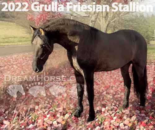 Horse ID: 2272588 2022 Grulla Friesian Stallion