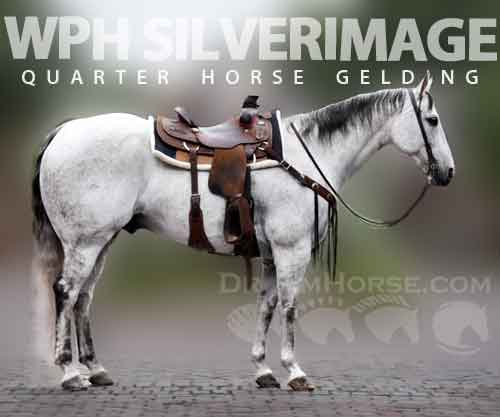 Horse ID: 2272724 WPH SILVERIMAGE