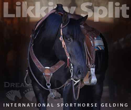 Horse ID: 2272839 Likkity Split