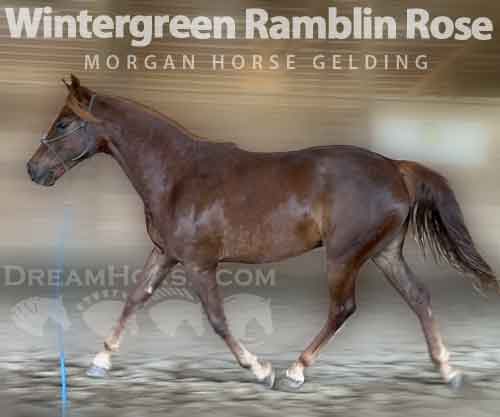 Horse ID: 2272977 Wintergreen Ramblin Rose