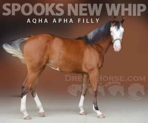 Horse ID: 2273045 SPOOKS NEW WHIP