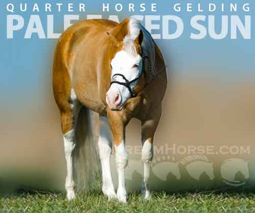 Horse ID: 2273280 PALE FACED SUN