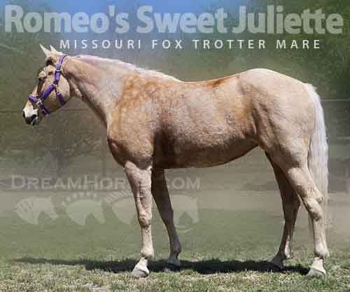 Horse ID: 2273372 Romeo's Sweet Juliette