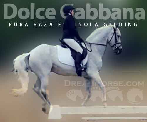Horse ID: 2273394 Dolce Gabbana